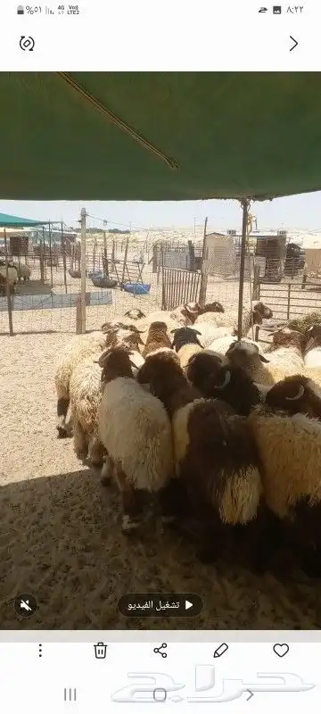 حظاير ابو صقر للبيع وشراء الذبايح بجميع انواعها النعيريه 0