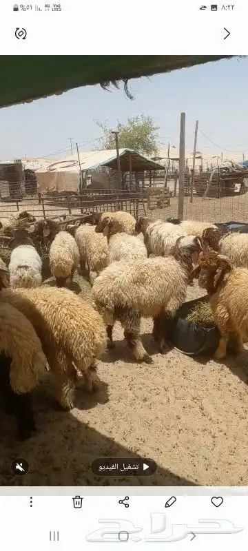 حظاير ابو صقر للبيع وشراء الذبايح بجميع انواعها النعيريه 1