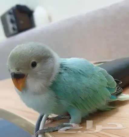 روز تم البيع 2