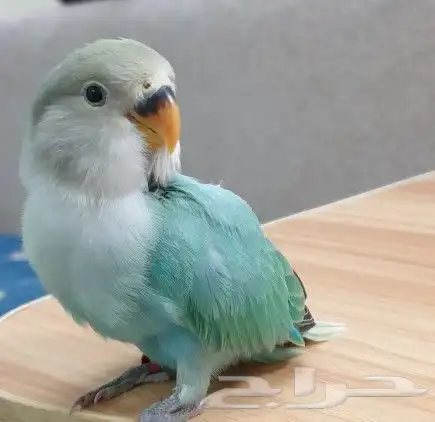 روز تم البيع 1