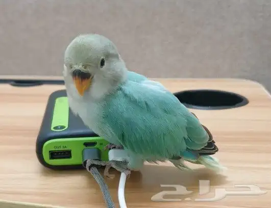 روز تم البيع 3