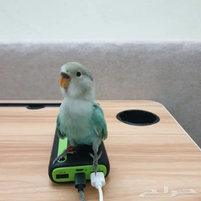 روز تم البيع 4