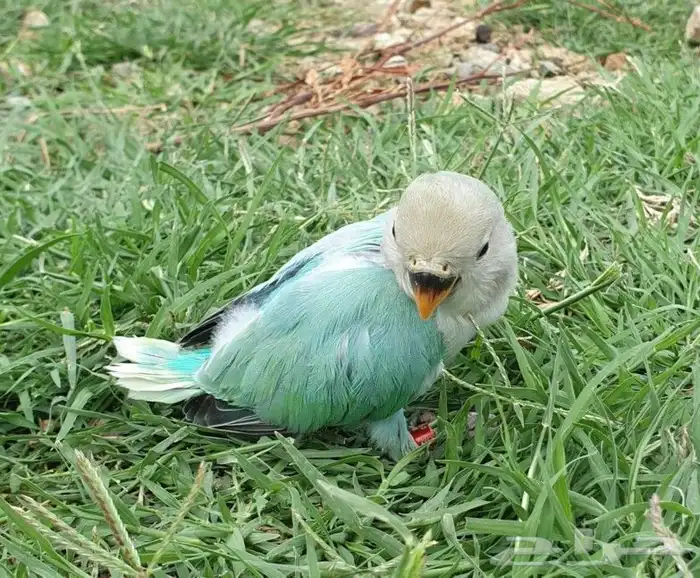 روز تم البيع 0