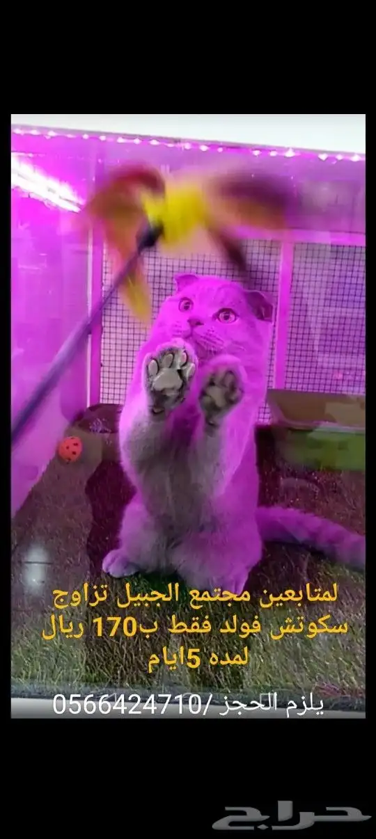 اقوئ عروض هوايه تزاوج سكوتش فولد ب200ريال 2