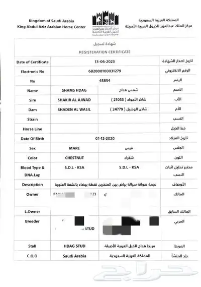 شمس هداج لقاح عربية اصيلة حفيدة ابطال عالم مكس جمال 16