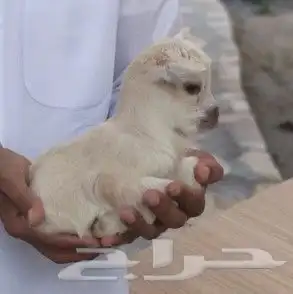 ماعز قزم بيور صغييير 1