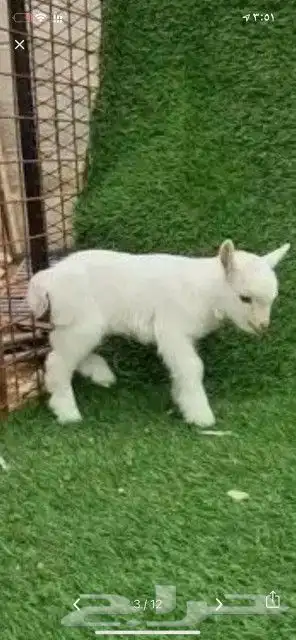 ماعز قزم بيور صغييير 6