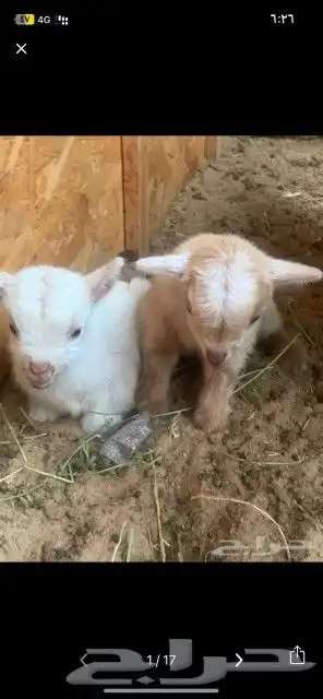 ماعز قزم بيور صغييير 5