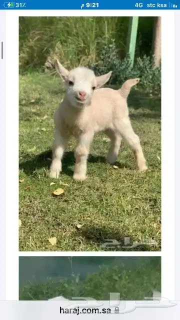 ماعز قزم بيور صغييير 2