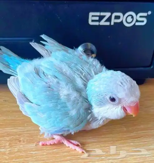 فروخ كوكير ب 850 ريال تم البيع 6