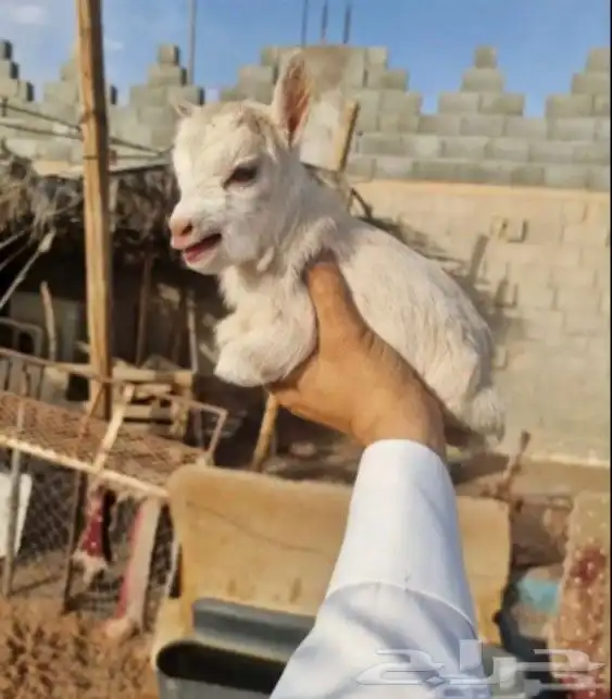 ماعز قزم بيور صغييير 7
