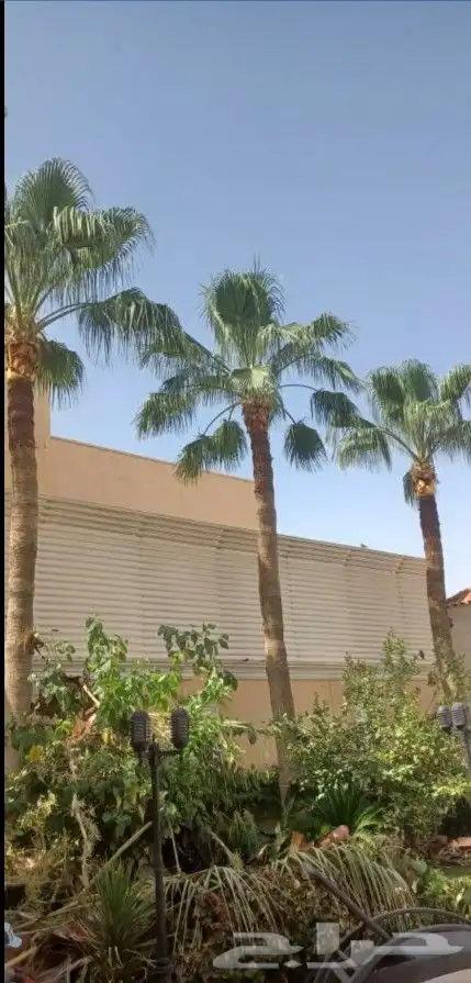 تكريب نخل وشجر 12