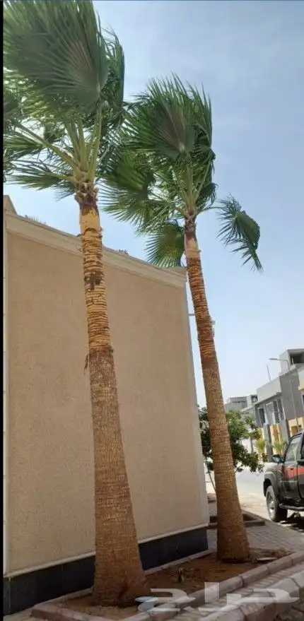 تكريب نخل وشجر 3