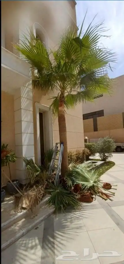 تكريب نخل وشجر 7