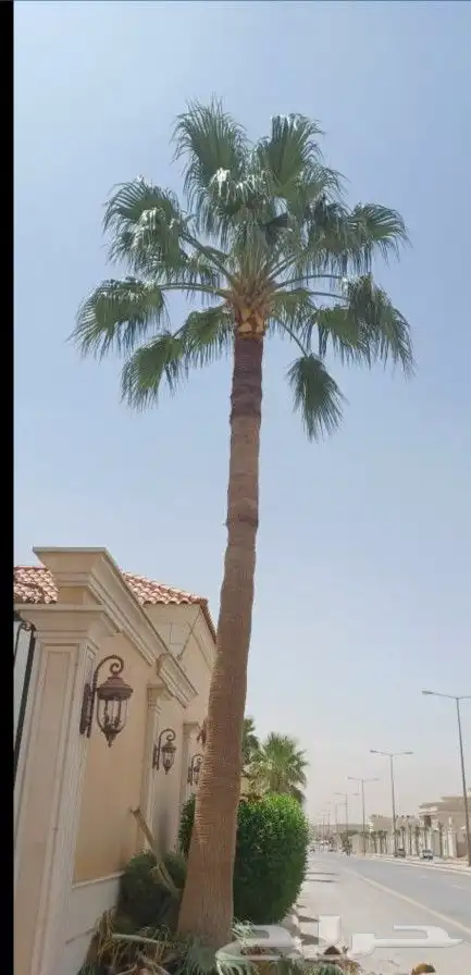 تكريب نخل وشجر 11
