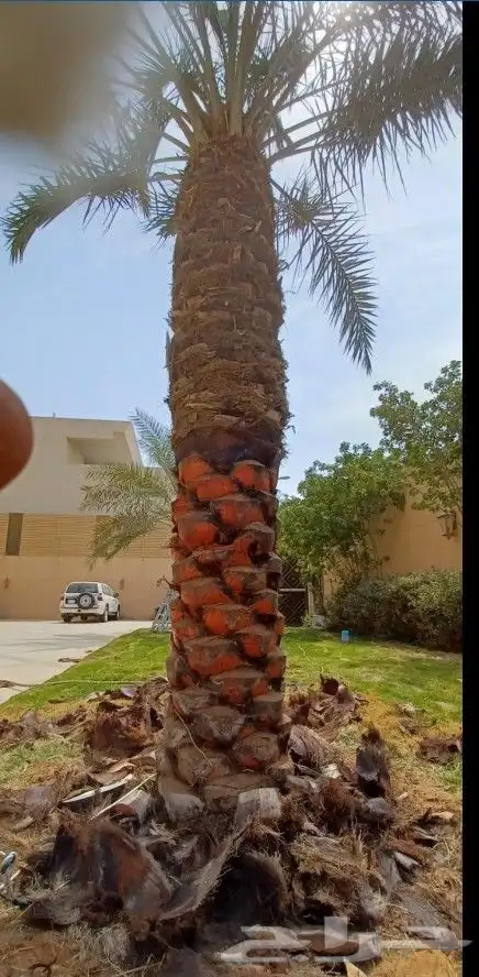 تكريب نخل وشجر 9