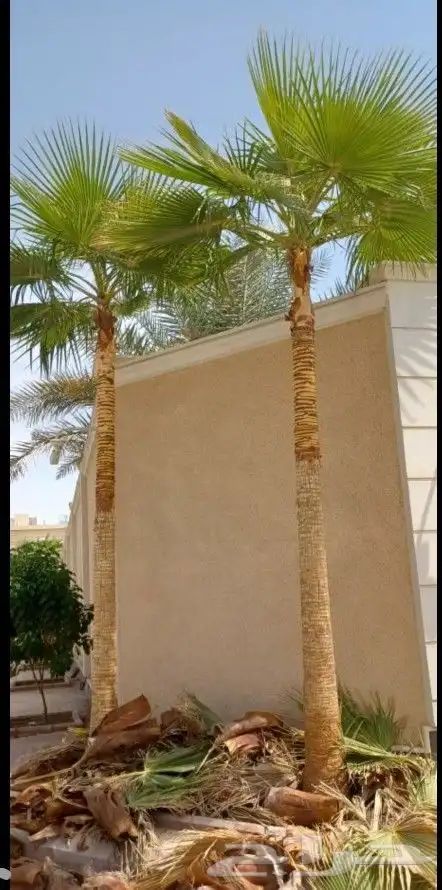 تكريب نخل وشجر 2