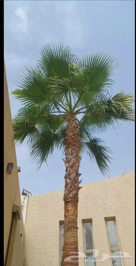 تكريب نخل وشجر 14