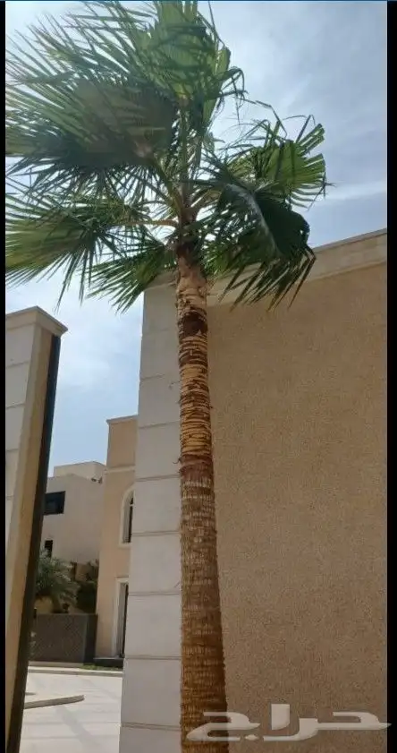 تكريب نخل وشجر 4