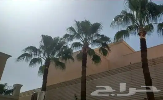 تكريب نخل وشجر 10