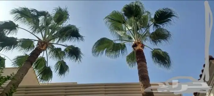 تكريب نخل وشجر 15