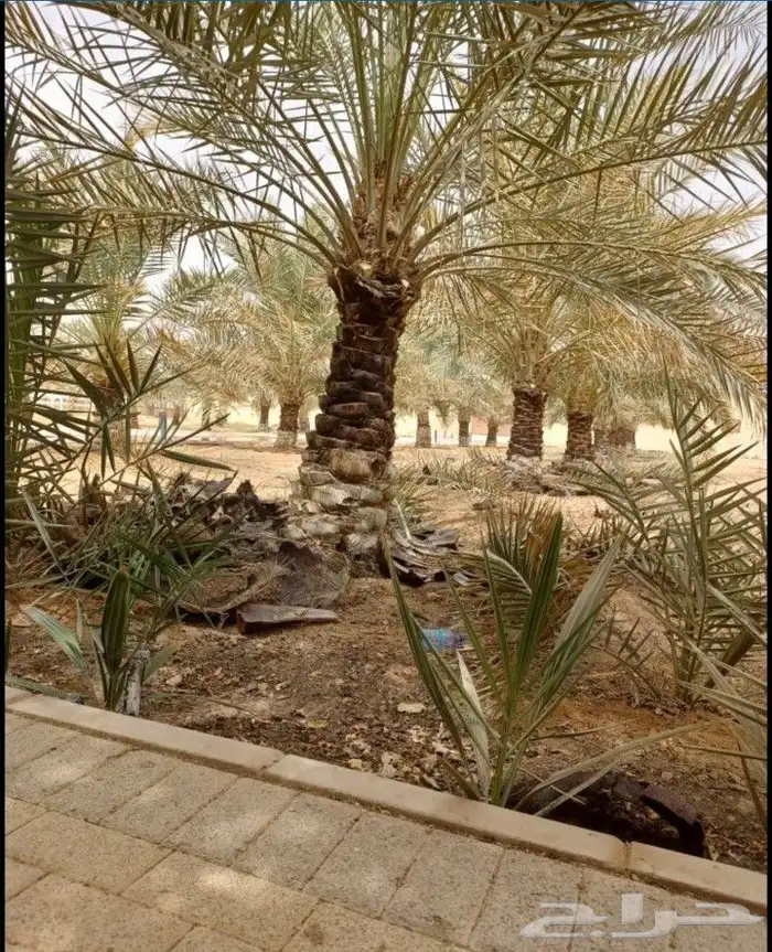 تكريب نخل وشجر 6