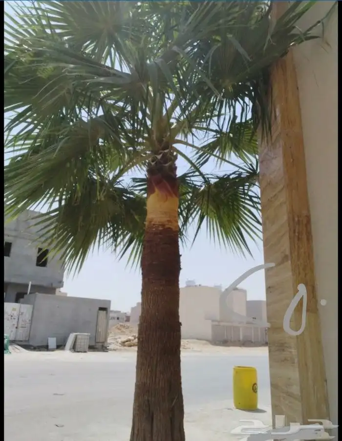 تكريب نخل وشجر 8