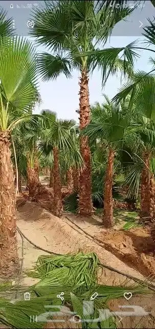 زراعه النخيل عربي واشنطني ابو مروحه ملكي 5