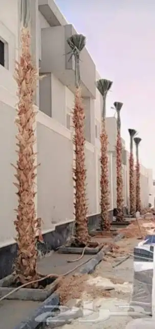 زراعه النخيل عربي واشنطني ابو مروحه ملكي 4