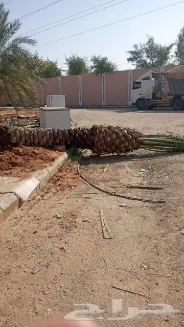 زراعه النخيل عربي واشنطني ابو مروحه ملكي 3