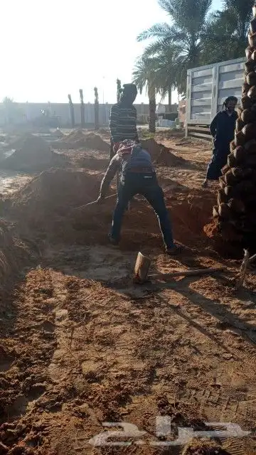 زراعه النخيل عربي واشنطني ابو مروحه ملكي 1