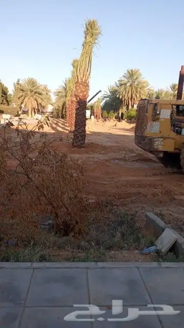زراعه النخيل عربي واشنطني ابو مروحه ملكي 2