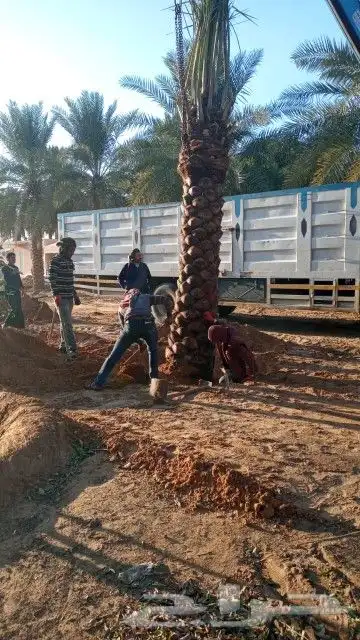 زراعه النخيل عربي واشنطني ابو مروحه ملكي 0