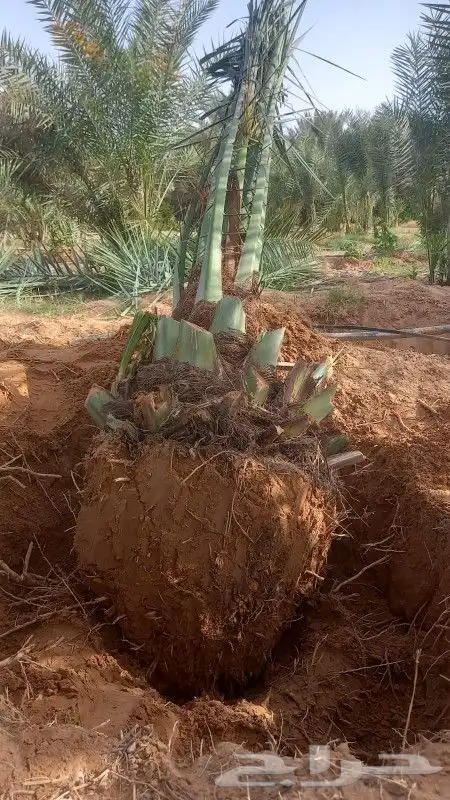 زراعه النخيل عربي واشنطني ابو مروحه ملكي 7