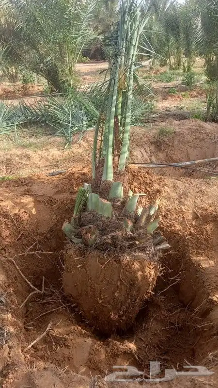 زراعه النخيل عربي واشنطني ابو مروحه ملكي 8
