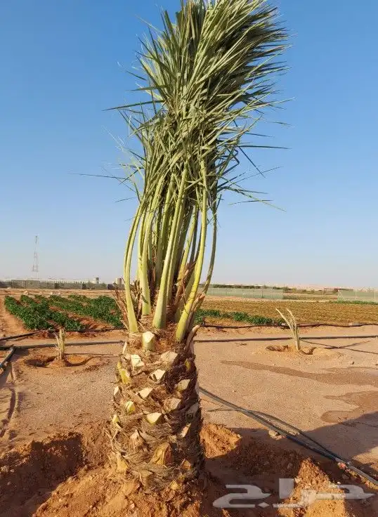 زراعه النخيل عربي واشنطني ابو مروحه ملكي 6