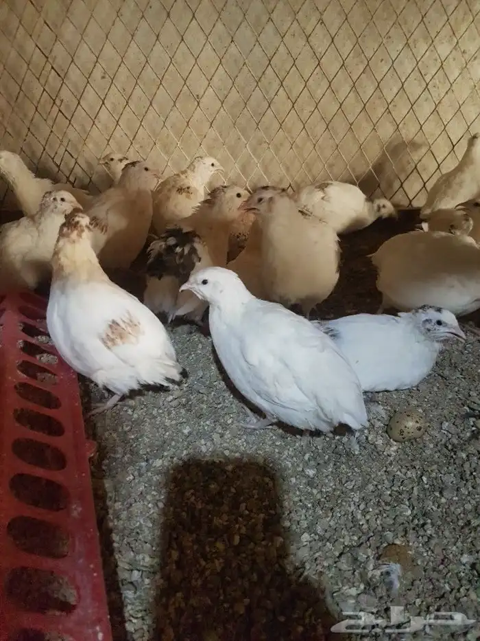 للبيع بيض سمان ( فر ي ) جامبو 8