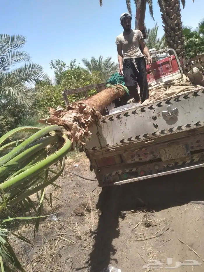 زراعه النخيل عربي واشنطني ابو مروحه ملكي 9
