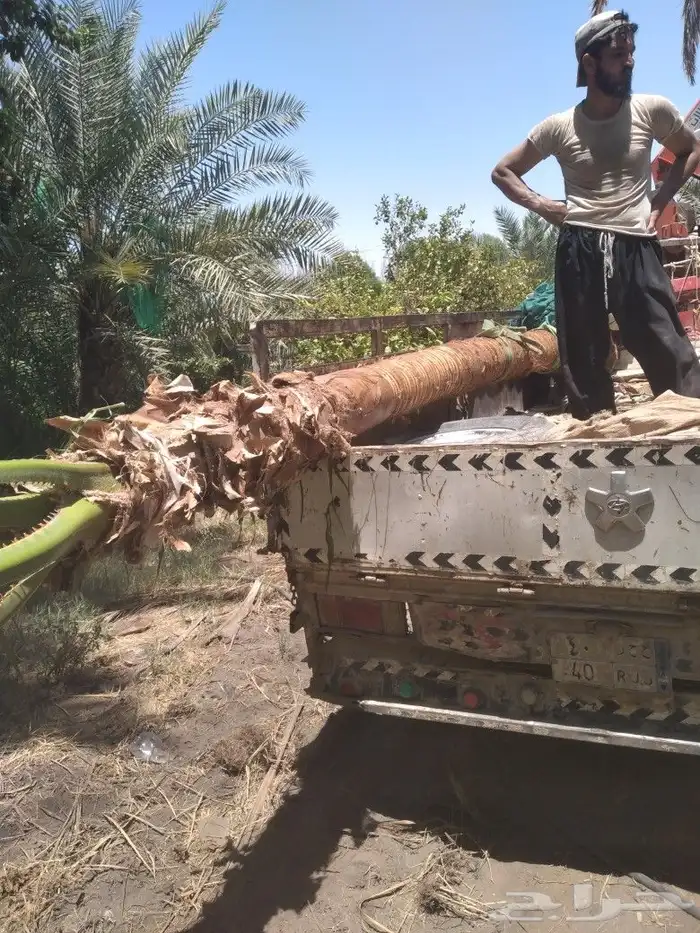 زراعه النخيل عربي واشنطني ابو مروحه ملكي 13