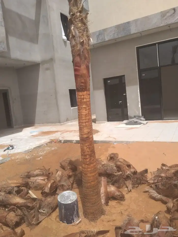 زراعه النخيل عربي واشنطني ابو مروحه ملكي 14