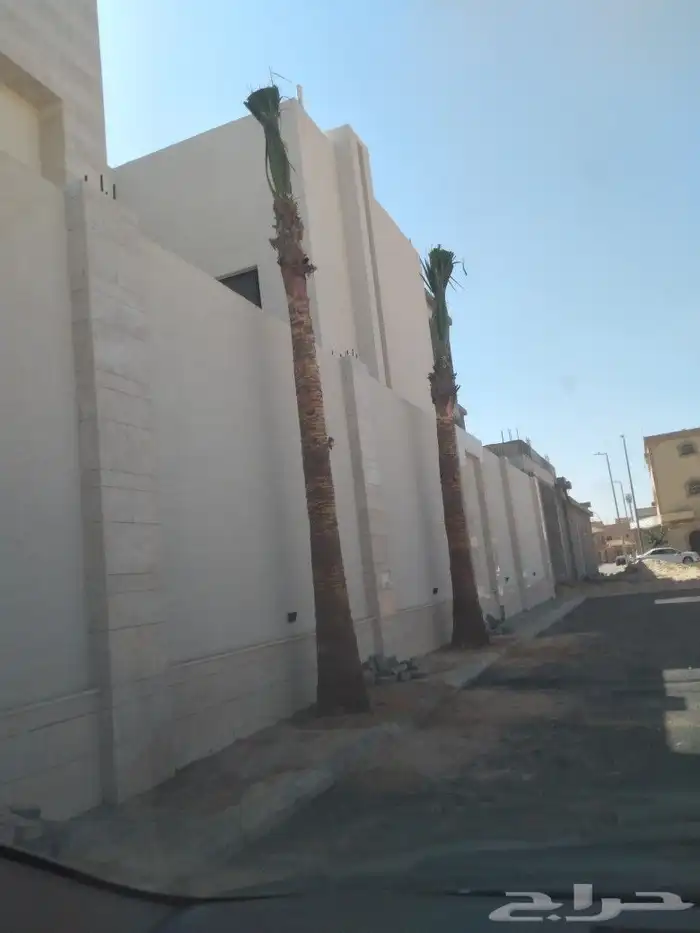 زراعه النخيل عربي واشنطني ابو مروحه ملكي 10