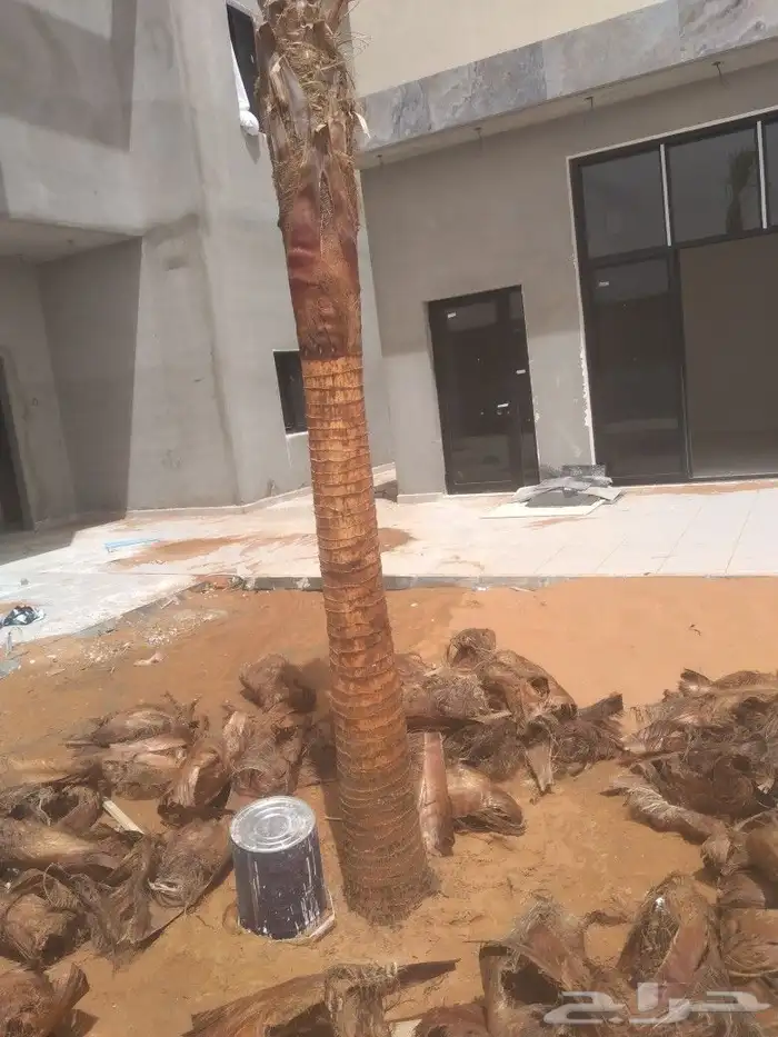 زراعه النخيل عربي واشنطني ابو مروحه ملكي 15
