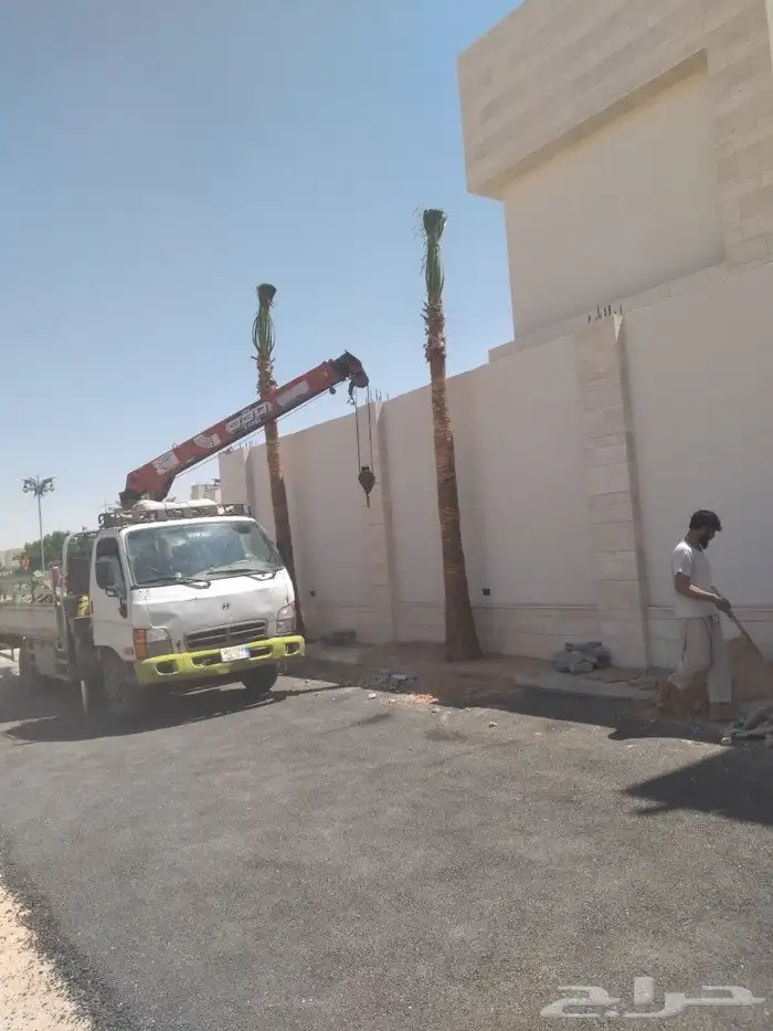 زراعه النخيل عربي واشنطني ابو مروحه ملكي 12