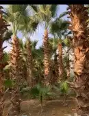 مزارع وشنطونيا وعربي وتنسيق حدائق 4