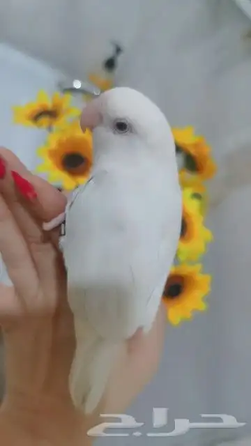 للبيع افخم ببغاء روز لون ابيض صافي البينو اليف جدا 1