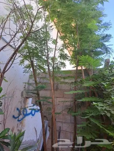 مزارع وشنطونيا وعربي وتنسيق حدائق 1