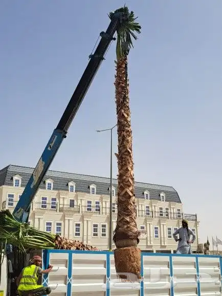 مزارع وشنطونيا وعربي وتنسيق حدائق 0