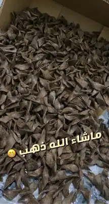 عود مروكي ذهبي جملة الجملة 6