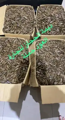 عود مروكي ذهبي جملة الجملة 3