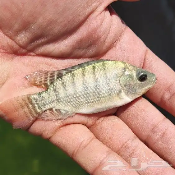 زريعة سمك بلطي 0